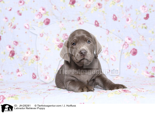Labrador Retriever Puppy / JH-28281