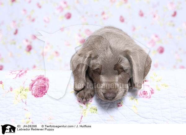 Labrador Retriever Welpe / Labrador Retriever Puppy / JH-28288