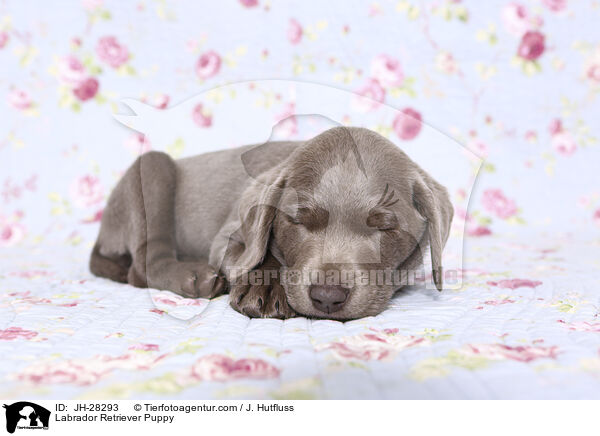 Labrador Retriever Puppy / JH-28293