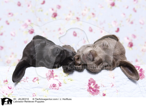 Labrador Retriever Welpen / Labrador Retriever Puppies / JH-28310