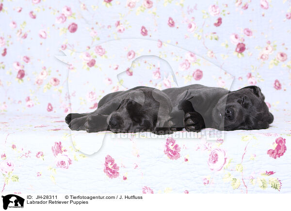 Labrador Retriever Puppies / JH-28311