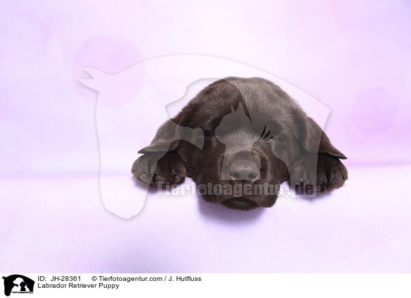 Labrador Retriever Welpe / Labrador Retriever Puppy / JH-28361