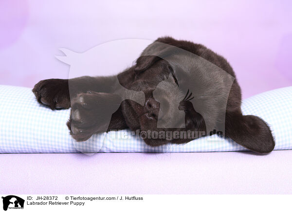 Labrador Retriever Welpe / Labrador Retriever Puppy / JH-28372