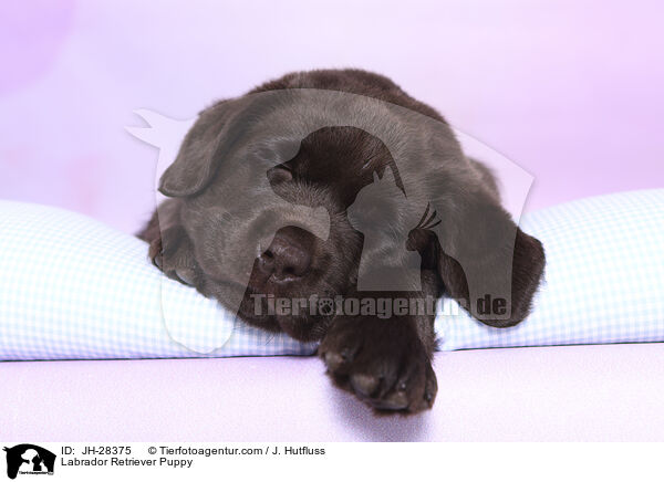 Labrador Retriever Welpe / Labrador Retriever Puppy / JH-28375