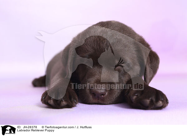 Labrador Retriever Welpe / Labrador Retriever Puppy / JH-28378