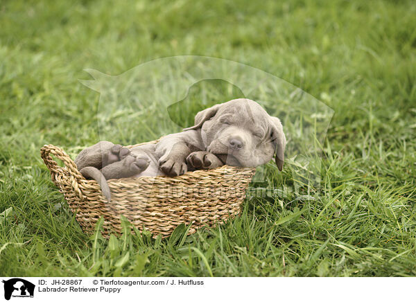 Labrador Retriever Puppy / JH-28867