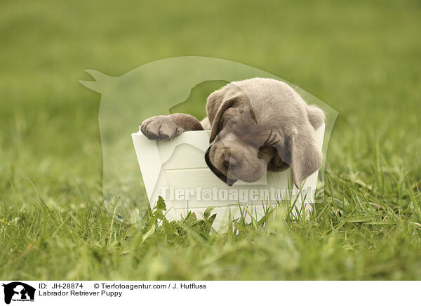 Labrador Retriever Puppy / JH-28874