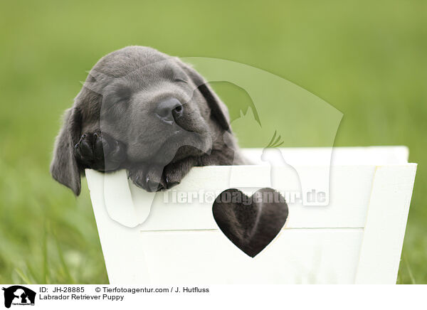 Labrador Retriever Puppy / JH-28885