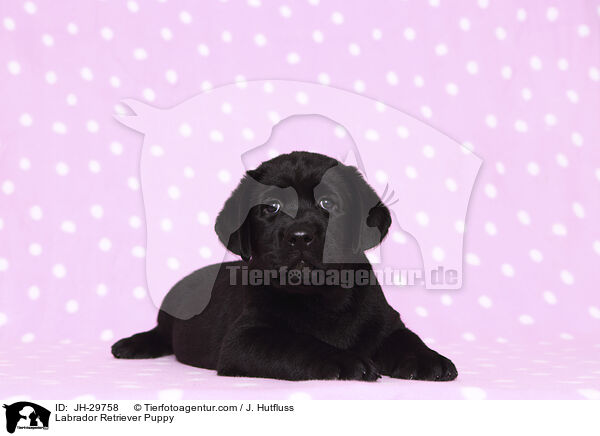 Labrador Retriever Puppy / JH-29758