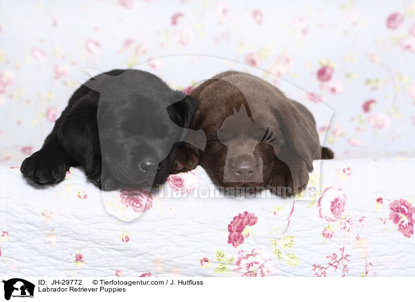 Labrador Retriever Welpen / Labrador Retriever Puppies / JH-29772