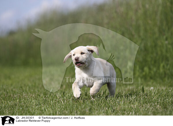 Labrador Retriever Puppy / JH-30301