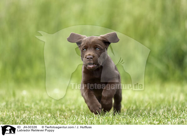 Labrador Retriever Welpe / Labrador Retriever Puppy / JH-30326