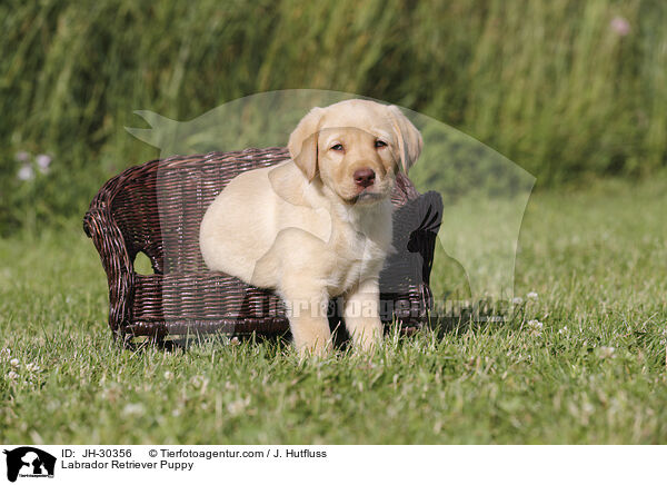 Labrador Retriever Puppy / JH-30356
