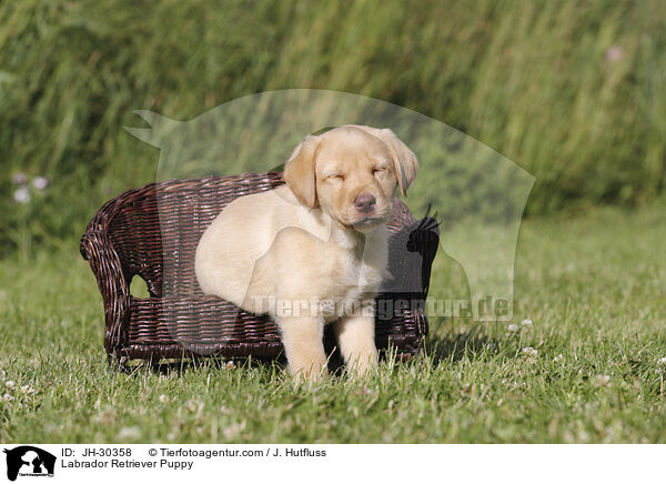 Labrador Retriever Puppy / JH-30358
