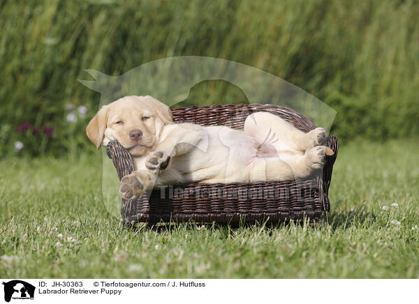 Labrador Retriever Puppy / JH-30363