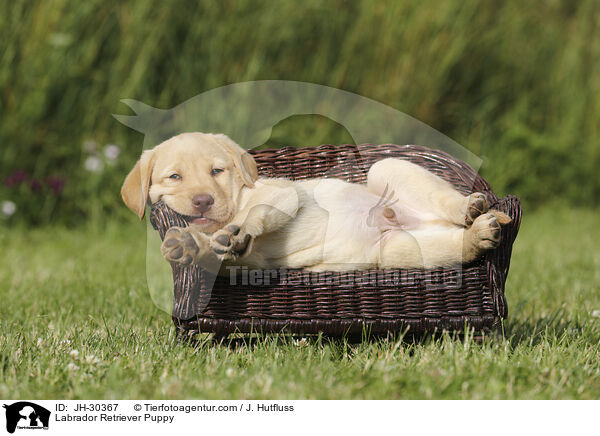 Labrador Retriever Puppy / JH-30367