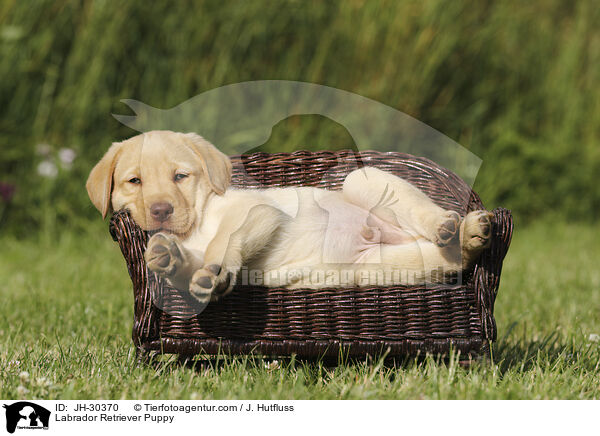 Labrador Retriever Puppy / JH-30370