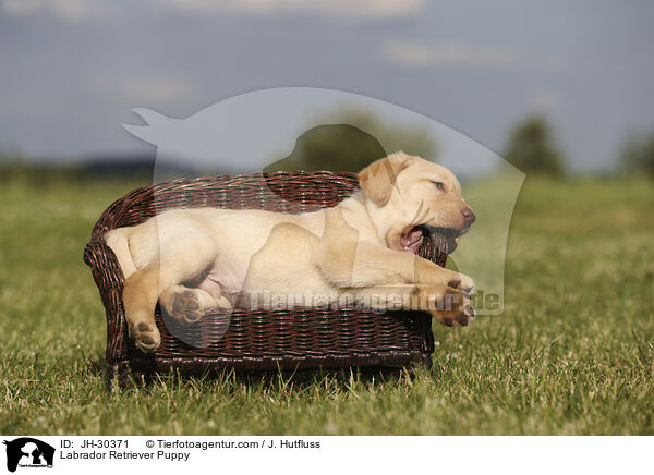 Labrador Retriever Puppy / JH-30371