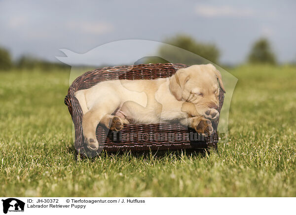 Labrador Retriever Puppy / JH-30372