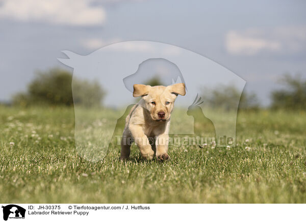 Labrador Retriever Puppy / JH-30375
