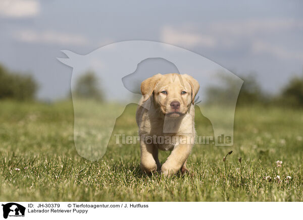 Labrador Retriever Puppy / JH-30379