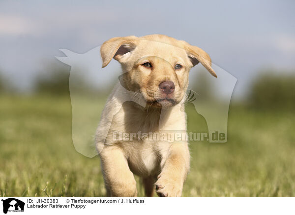 Labrador Retriever Puppy / JH-30383