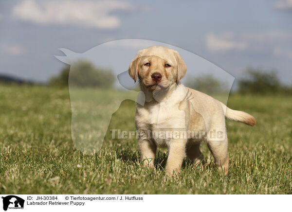 Labrador Retriever Puppy / JH-30384