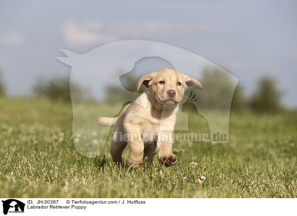 Labrador Retriever Puppy / JH-30387