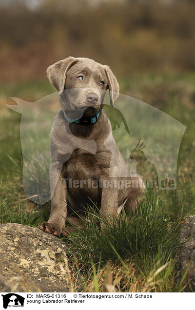 young Labrador Retriever / MARS-01316