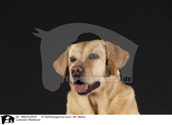 Labrador Retriever / MAH-03640