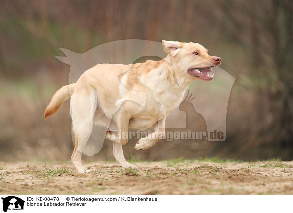 blonde Labrador Retriever / KB-08478