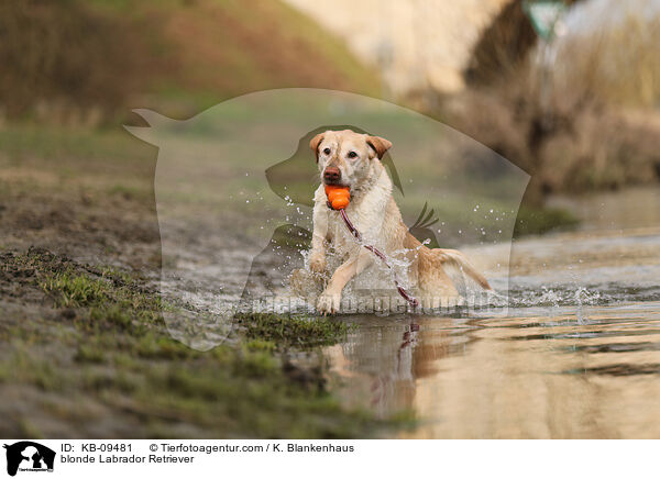 blonde Labrador Retriever / KB-09481