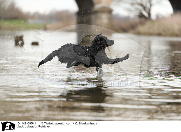 black Labrador Retriever / KB-09541