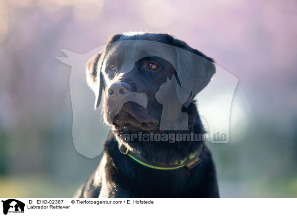 Labrador Retriever / EHO-02387