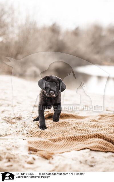 Labrador Retriever Puppy / NP-03332