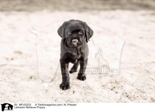 Labrador Retriever Puppy / NP-03333