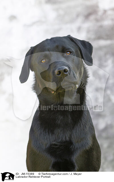 Labrador Retriever Portrait / JM-15389