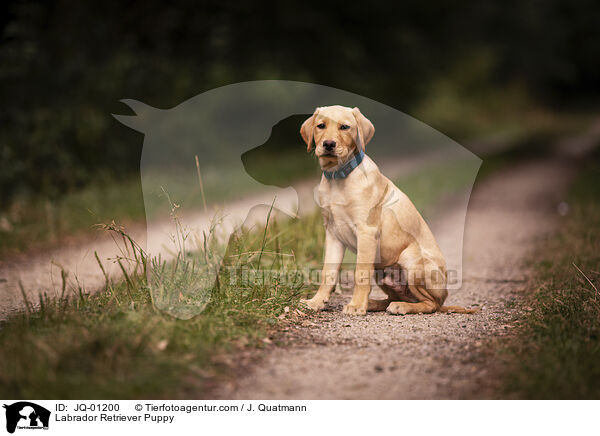 Labrador Retriever Puppy / JQ-01200