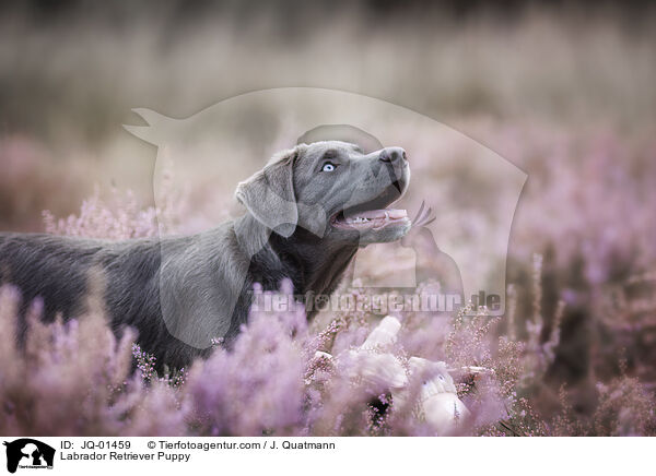 Labrador Retriever Welpe / Labrador Retriever Puppy / JQ-01459
