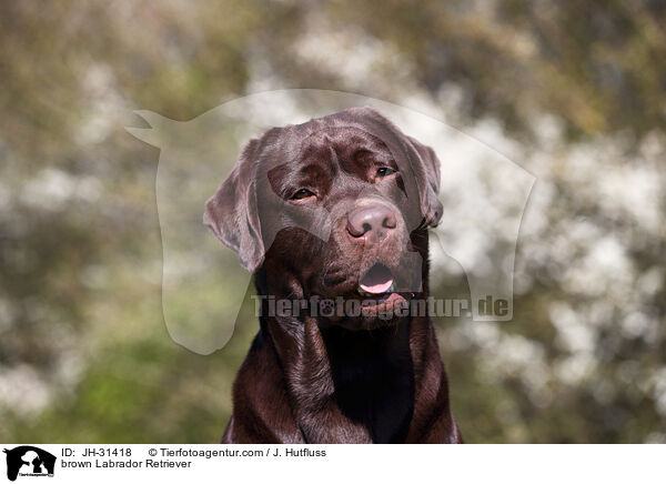 brauner Labrador Retriever / brown Labrador Retriever / JH-31418