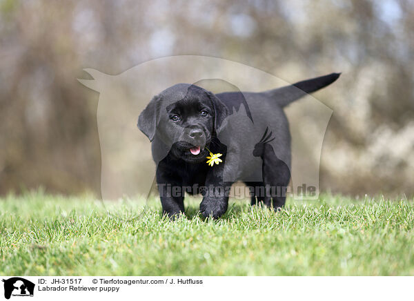 Labrador Retriever Welpe / Labrador Retriever puppy / JH-31517