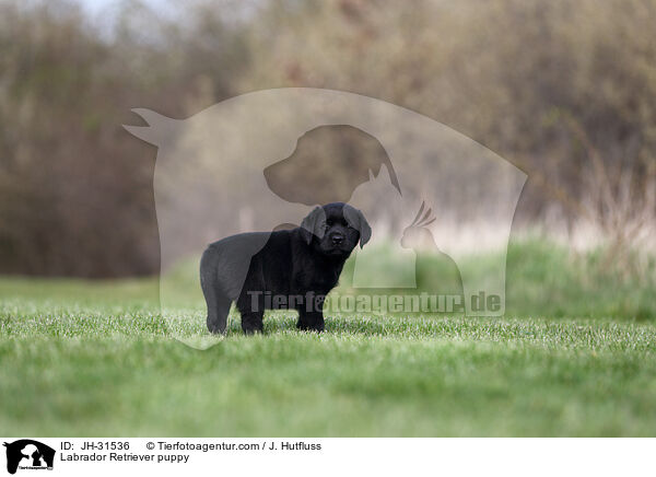 Labrador Retriever puppy / JH-31536