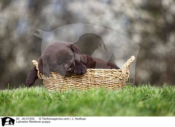 Labrador Retriever Welpe / Labrador Retriever puppy / JH-31550