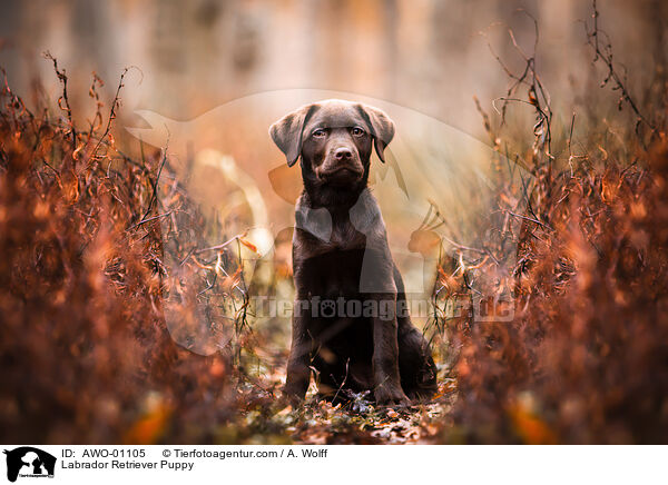 Labrador Retriever Puppy / AWO-01105
