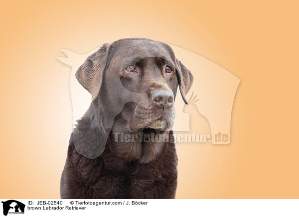brown Labrador Retriever / JEB-02540