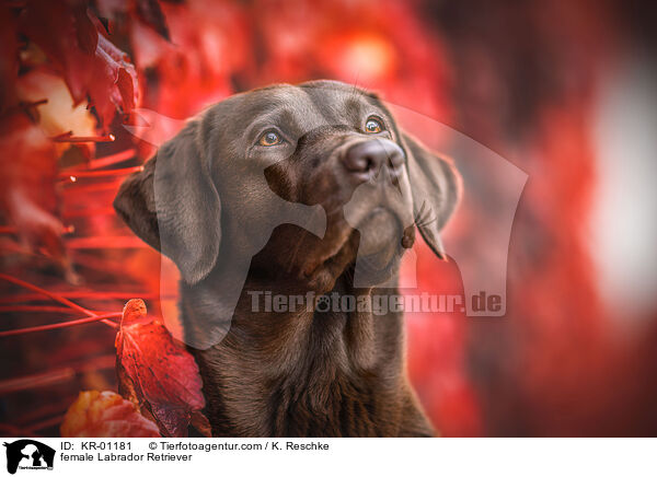 female Labrador Retriever / KR-01181