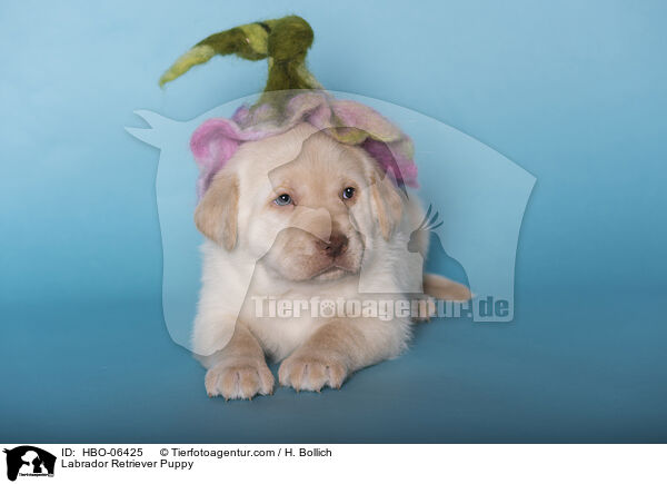 Labrador Retriever Puppy / HBO-06425