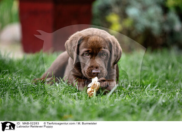 Labrador Retriever Puppy / MAB-02283