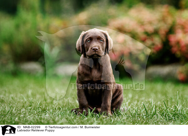 Labrador Retriever Puppy / MAB-02299