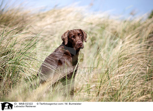 Labrador Retriever / MAB-02322